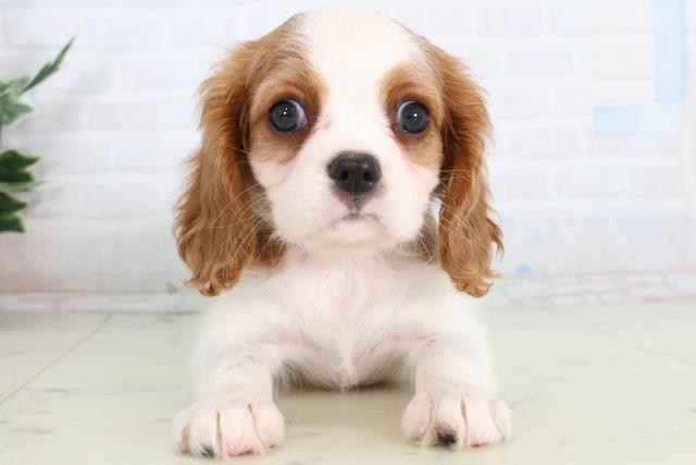 鳥取県のキャバリアキングチャールズスパニエル (Coo&RIKUラ・ムー鳥取東店/2026年2月7日生まれ/女の子/ブレンハイム)の子犬