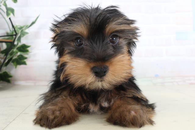 香川県のヨークシャーテリア (Coo&RIKU高松上福岡店/2026年1月23日生まれ/男の子/スチールブルータン)の子犬の1枚目の画像