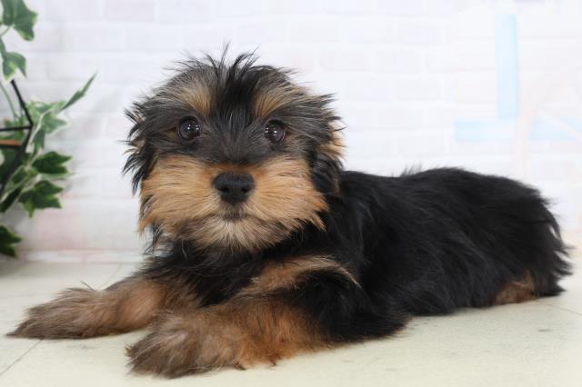 香川県のヨークシャーテリア (Coo&RIKU高松上福岡店/2026年1月23日生まれ/男の子/スチールブルータン)の子犬の3枚目の画像