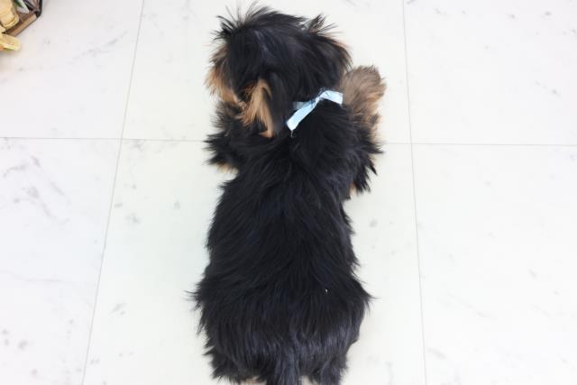 香川県のヨークシャーテリア (Coo&RIKU高松上福岡店/2026年1月23日生まれ/男の子/スチールブルータン)の子犬の4枚目の画像