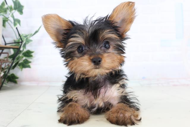 長野県のヨークシャーテリア (Coo&RIKU長野店/2026年1月23日生まれ/男の子/スチールブルータン)の子犬の1枚目の画像