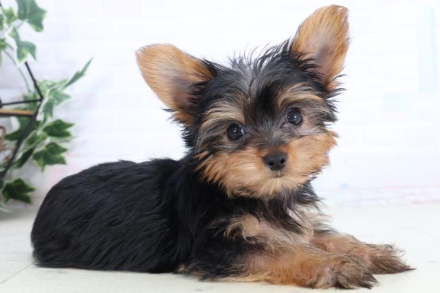 長野県のヨークシャーテリア (Coo&RIKU長野店/2026年1月23日生まれ/男の子/スチールブルータン)の子犬の2枚目の画像