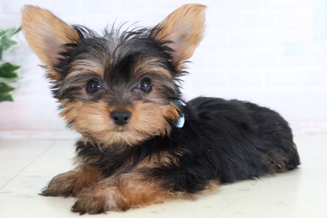 長野県のヨークシャーテリア (Coo&RIKU長野店/2026年1月23日生まれ/男の子/スチールブルータン)の子犬の3枚目の画像