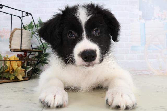 ボーダーコリー