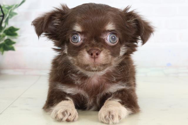 新潟県のチワワ(ロング) (Coo&RIKU上越店/2026年2月4日生まれ/男の子/チョコレートタンホワイト)の子犬の1枚目の画像