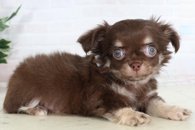 新潟県のチワワ(ロング) (Coo&RIKU上越店/2026年2月4日生まれ/男の子/チョコレートタンホワイト)の子犬の2枚目の画像