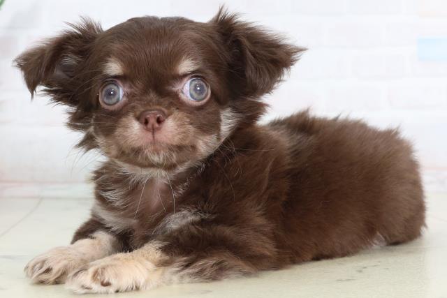 新潟県のチワワ(ロング) (Coo&RIKU上越店/2026年2月4日生まれ/男の子/チョコレートタンホワイト)の子犬の3枚目の画像