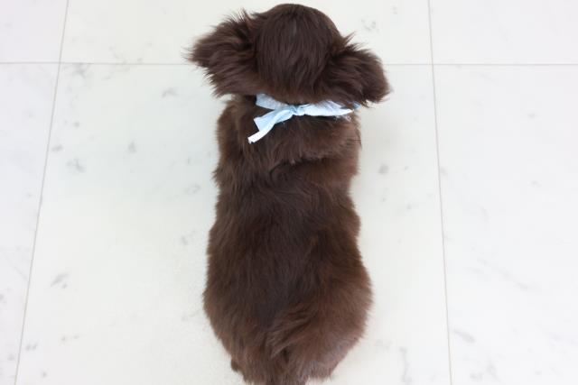 新潟県のチワワ(ロング) (Coo&RIKU上越店/2026年2月4日生まれ/男の子/チョコレートタンホワイト)の子犬の4枚目の画像