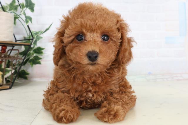 高知県のトイプードル(トイ) (Coo&RIKU高知御座店/2026年2月6日生まれ/男の子/アプリコット)の子犬の1枚目の画像