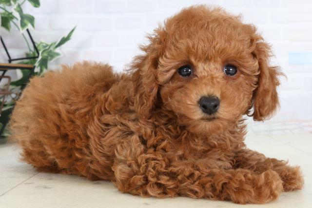 高知県のトイプードル(トイ) (Coo&RIKU高知御座店/2026年2月6日生まれ/男の子/アプリコット)の子犬の2枚目の画像