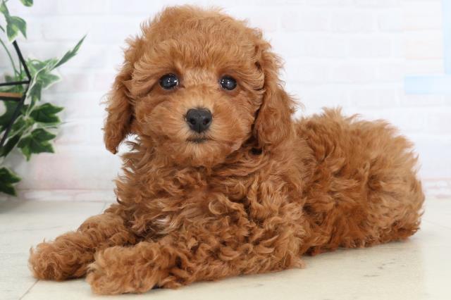 高知県のトイプードル(トイ) (Coo&RIKU高知御座店/2026年2月6日生まれ/男の子/アプリコット)の子犬の3枚目の画像