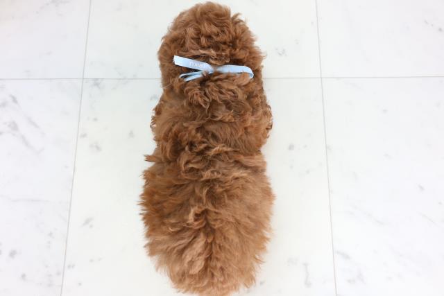 高知県のトイプードル(トイ) (Coo&RIKU高知御座店/2026年2月6日生まれ/男の子/アプリコット)の子犬の4枚目の画像
