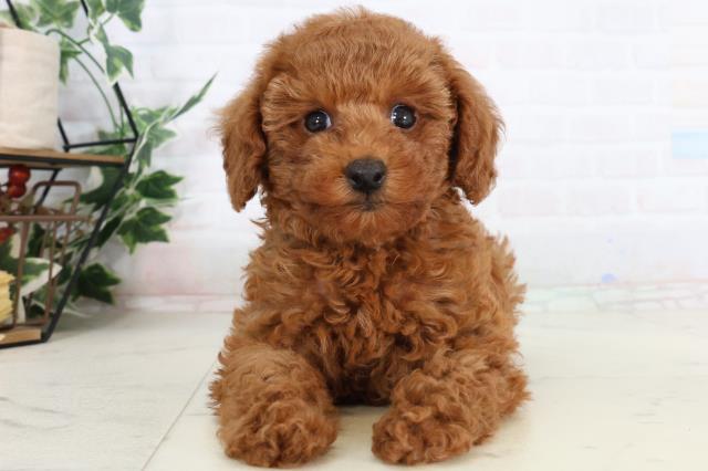 広島県のトイプードル(トイ) (Coo&RIKUゆめタウン大竹店/2026年2月6日生まれ/女の子/アプリコット)の子犬の1枚目の画像