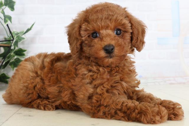 広島県のトイプードル(トイ) (Coo&RIKUゆめタウン大竹店/2026年2月6日生まれ/女の子/アプリコット)の子犬の2枚目の画像