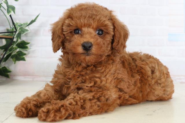 広島県のトイプードル(トイ) (Coo&RIKUゆめタウン大竹店/2026年2月6日生まれ/女の子/アプリコット)の子犬の3枚目の画像