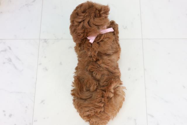 広島県のトイプードル(トイ) (Coo&RIKUゆめタウン大竹店/2026年2月6日生まれ/女の子/アプリコット)の子犬の4枚目の画像