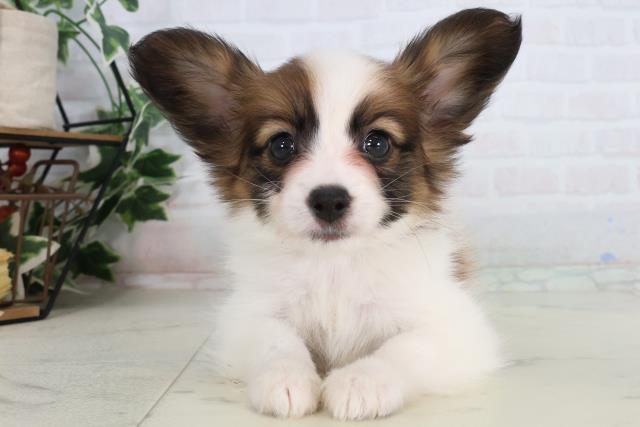 愛媛県のパピヨン (Coo&RIKU愛媛松山店/2026年2月6日生まれ/男の子/ホワイトブラウン)の子犬の1枚目の画像