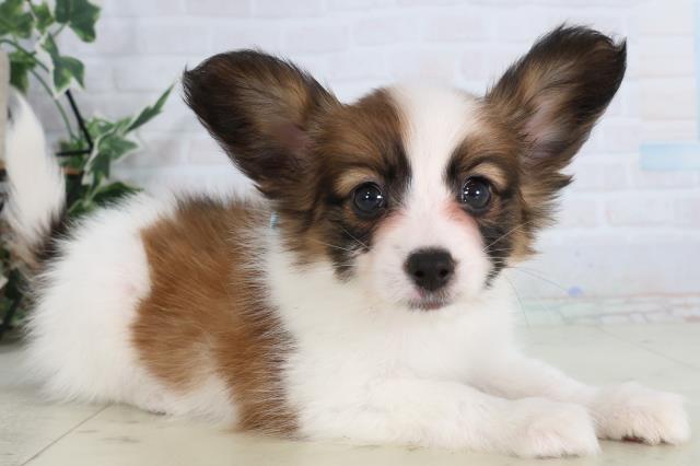 愛媛県のパピヨン (Coo&RIKU愛媛松山店/2026年2月6日生まれ/男の子/ホワイトブラウン)の子犬の2枚目の画像