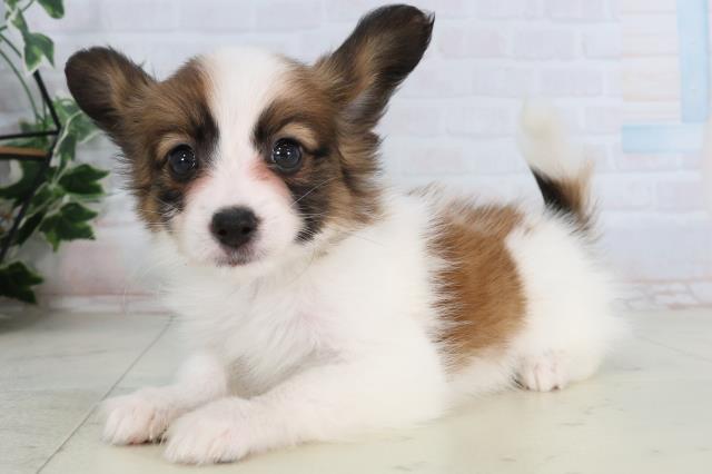 愛媛県のパピヨン (Coo&RIKU愛媛松山店/2026年2月6日生まれ/男の子/ホワイトブラウン)の子犬の3枚目の画像