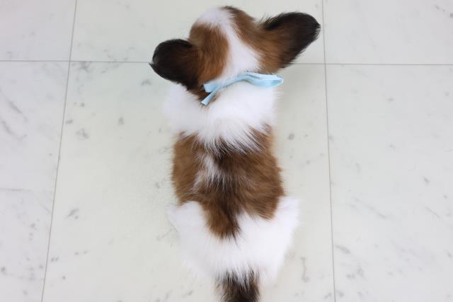 愛媛県のパピヨン (Coo&RIKU愛媛松山店/2026年2月6日生まれ/男の子/ホワイトブラウン)の子犬の4枚目の画像