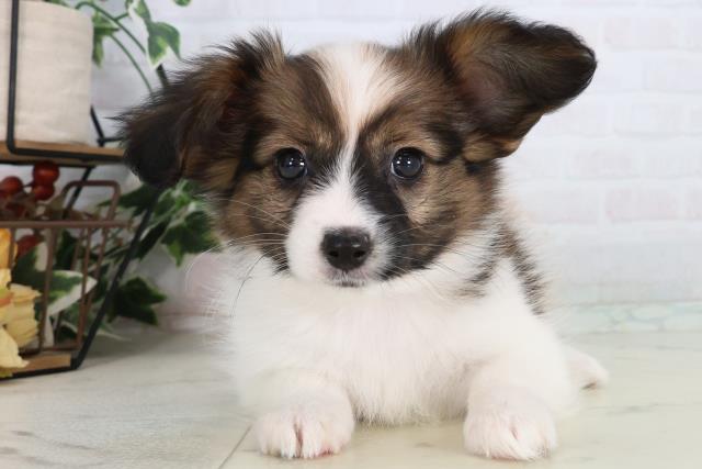 石川県のパピヨン (Coo&RIKU金沢店/2026年2月6日生まれ/女の子/ホワイトブラウン)の子犬