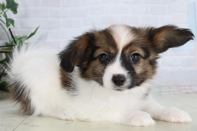 石川県のパピヨン (Coo&RIKU金沢店/2026年2月6日生まれ/女の子/ホワイトブラウン)の子犬の2枚目の画像