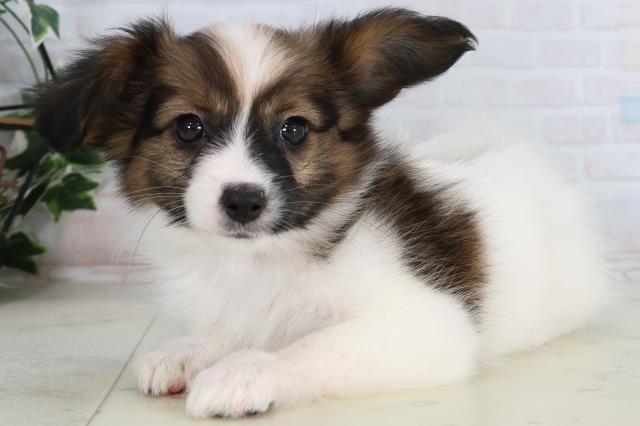 石川県のパピヨン (Coo&RIKU金沢店/2026年2月6日生まれ/女の子/ホワイトブラウン)の子犬の3枚目の画像