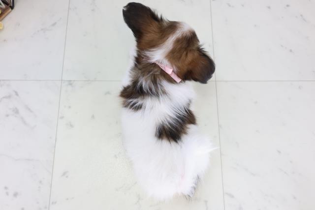 石川県のパピヨン (Coo&RIKU金沢店/2026年2月6日生まれ/女の子/ホワイトブラウン)の子犬の4枚目の画像