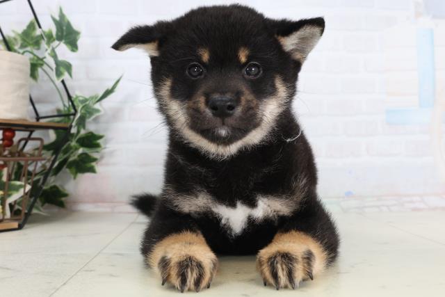 新潟県の柴犬(標準サイズ) (Coo&RIKU上越店/2026年2月7日生まれ/男の子/黒)の子犬の1枚目の画像