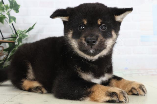 新潟県の柴犬(標準サイズ) (Coo&RIKU上越店/2026年2月7日生まれ/男の子/黒)の子犬の2枚目の画像