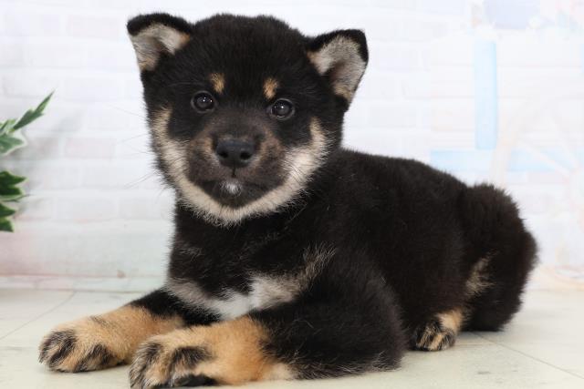 新潟県の柴犬(標準サイズ) (Coo&RIKU上越店/2026年2月7日生まれ/男の子/黒)の子犬の3枚目の画像