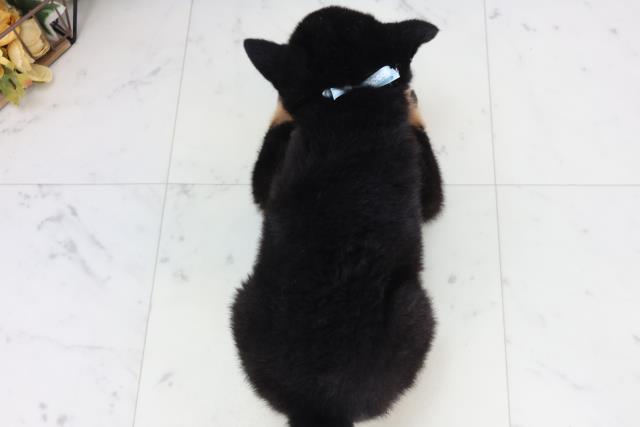 新潟県の柴犬(標準サイズ) (Coo&RIKU上越店/2026年2月7日生まれ/男の子/黒)の子犬の4枚目の画像