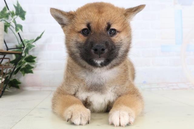 新潟県の柴犬(標準サイズ) (Coo&RIKUイオンモール新発田店/2026年2月7日生まれ/男の子/赤)の子犬の1枚目の画像