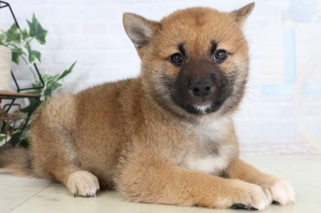 新潟県の柴犬(標準サイズ) (Coo&RIKUイオンモール新発田店/2026年2月7日生まれ/男の子/赤)の子犬の2枚目の画像