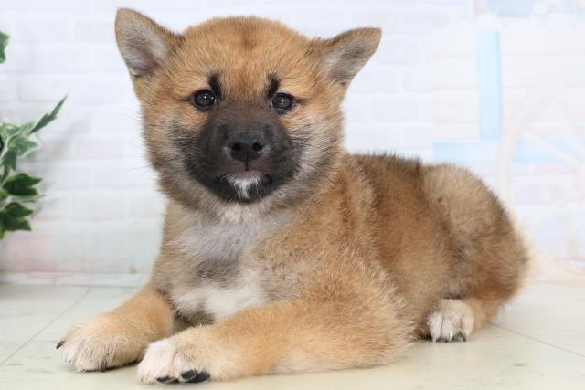 新潟県の柴犬(標準サイズ) (Coo&RIKUイオンモール新発田店/2026年2月7日生まれ/男の子/赤)の子犬の3枚目の画像