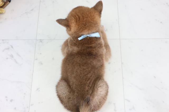 新潟県の柴犬(標準サイズ) (Coo&RIKUイオンモール新発田店/2026年2月7日生まれ/男の子/赤)の子犬の4枚目の画像