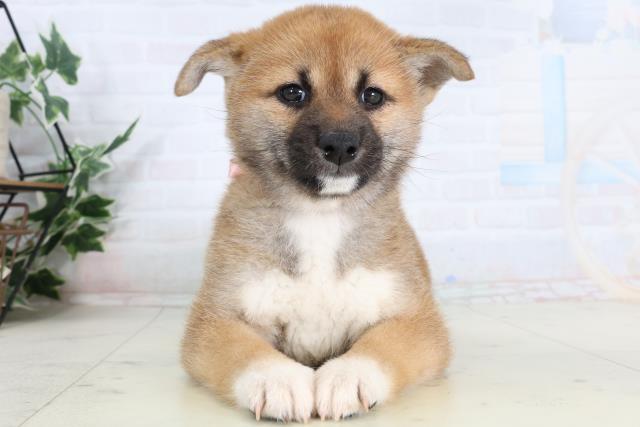 島根県の柴犬(標準サイズ) (Coo&RIKU出雲店/2026年2月7日生まれ/女の子/赤)の子犬