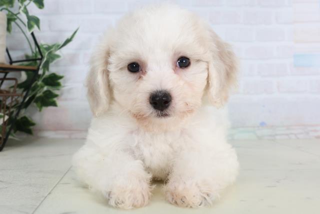 ビション・フリーゼ