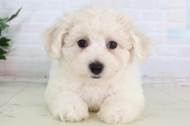 石川県のビションフリーゼ (Coo&RIKUイオン野々市南店/2026年2月7日生まれ/男の子/ホワイト)の子犬