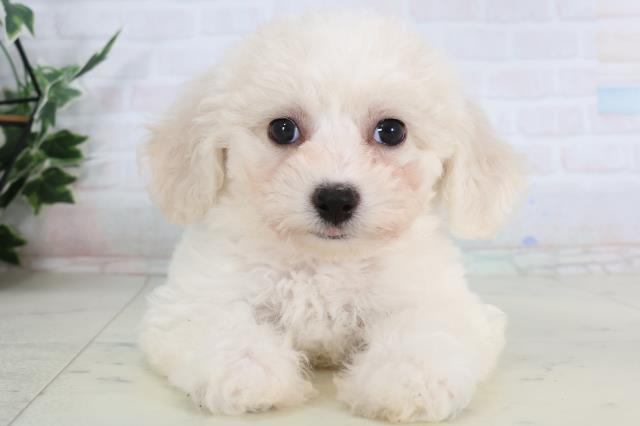 ビション・フリーゼ