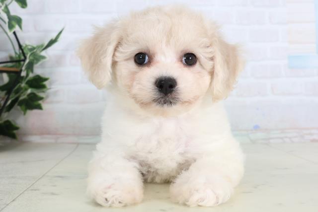 ビション・フリーゼ