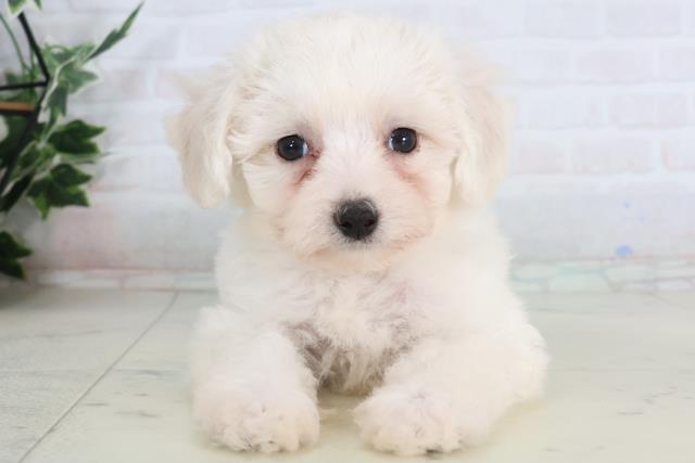 ビション・フリーゼ