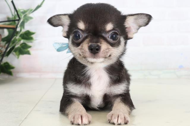 石川県のチワワ(スムース) (Coo&RIKU金沢店/2026年2月8日生まれ/男の子/ブラックタンホワイト)の子犬