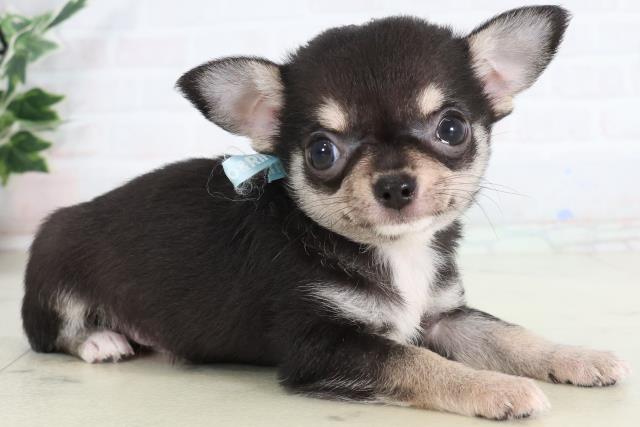 石川県のチワワ(スムース) (Coo&RIKU金沢店/2026年2月8日生まれ/男の子/ブラックタンホワイト)の子犬の2枚目の画像