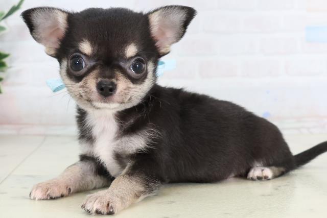 石川県のチワワ(スムース) (Coo&RIKU金沢店/2026年2月8日生まれ/男の子/ブラックタンホワイト)の子犬の3枚目の画像