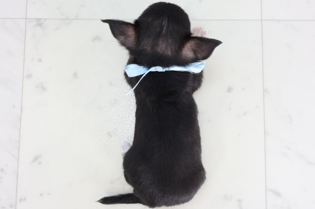 石川県のチワワ(スムース) (Coo&RIKU金沢店/2026年2月8日生まれ/男の子/ブラックタンホワイト)の子犬の4枚目の画像
