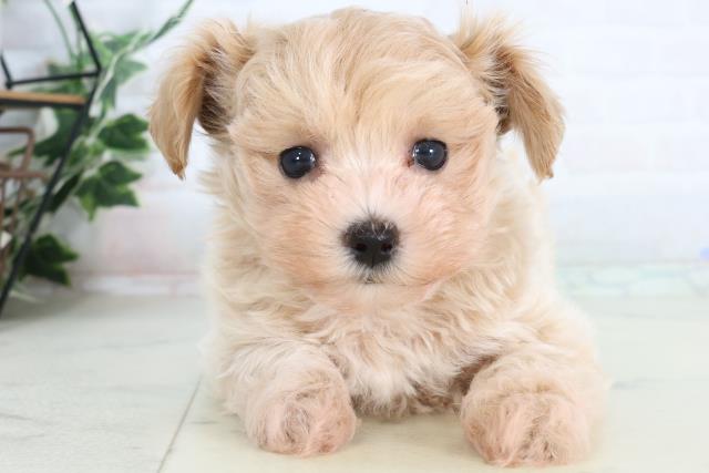 石川県のマルプー(マルチーズ×プードル) (Coo&RIKUイオン野々市南店/2026年2月8日生まれ/男の子/クリーム)の子犬