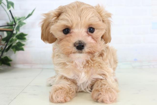 長野県のマルプー(マルチーズ×プードル) (Coo&RIKU長野店/2026年2月8日生まれ/女の子/クリーム)の子犬の1枚目の画像