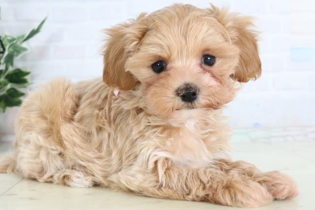 長野県のマルプー(マルチーズ×プードル) (Coo&RIKU長野店/2026年2月8日生まれ/女の子/クリーム)の子犬の2枚目の画像