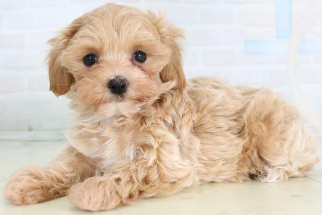 長野県のマルプー(マルチーズ×プードル) (Coo&RIKU長野店/2026年2月8日生まれ/女の子/クリーム)の子犬の3枚目の画像